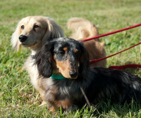 Mini Dachshunds & Cockabichons - Dog Breeders