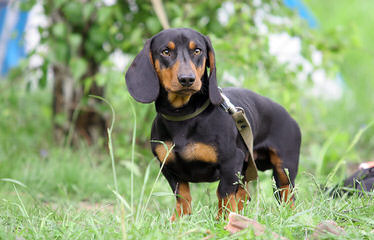 Muddy River dachshunds - Dog and Puppy Pictures