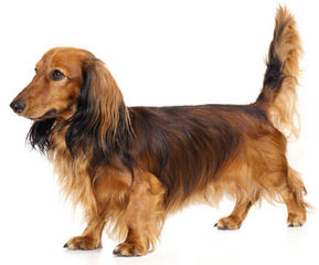 Muddy River dachshunds - Dog Breeders