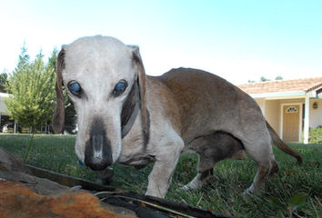 Bad To The Bone Dachshunds - Dog Breeders