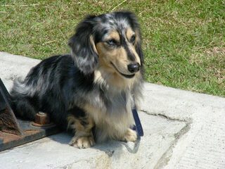 Ponderosa Dachshunds - Dog Breeders