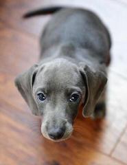 Knauerhaus Dachshunds - Dog Breeders