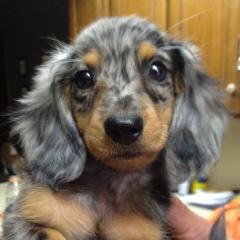 Adorable Dachshund Puppies Available Now - Dog Breeders