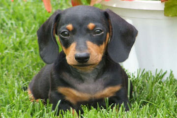 Waggin’ Tails Dachshunds - Dog Breeders