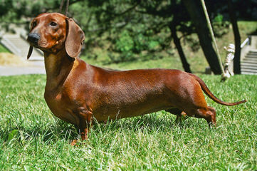 Danny Boy Dachshunds - Dog Breeders