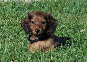 Weiner Dogs Rock - Dog and Puppy Pictures