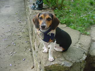 Male Dachshund For Breeding - Dog Breeders