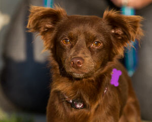 Ponderosa Dachshunds - Dog and Puppy Pictures