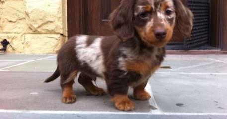 Knauerhaus Dachshunds - Dog Breeders