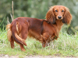 Dachshunds Akc - Dog Breeders