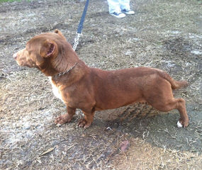 Pipers Whippets And Dachshunds - Dog and Puppy Pictures