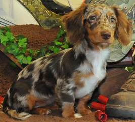 Three D’s Miniature Dachshunds - Dog Breeders