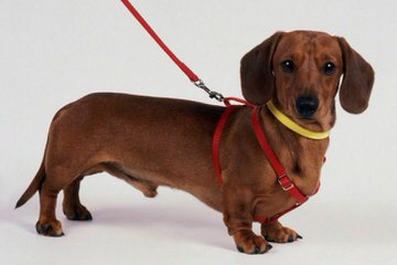 C & G’s Mclilpaws Dachshunds - Dog Breeders