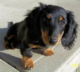 S & D Darling Dachshunds - Dog Breeders