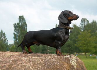 McCoy’s Precious Doxies - Dog Breeders