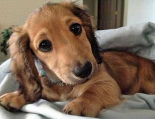 Beautiful Dachsund Pups - Dog and Puppy Pictures