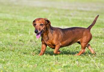 Marissa Rose Dachshunds - Dog Breeders