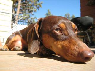 Mom’s Dachshunds - Dog and Puppy Pictures