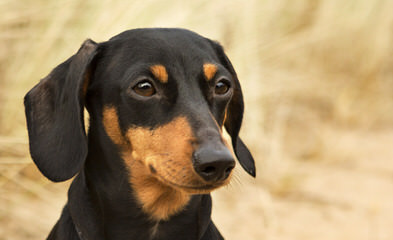 Male Dachshund For Breeding - Dog and Puppy Pictures