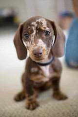 Three D’s Miniature Dachshunds - Dog Breeders