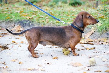 Mini-Dachshund Pups - Dog Breeders