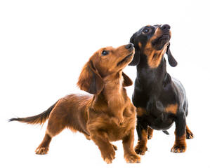 Legend’s Dachshunds - Dog and Puppy Pictures