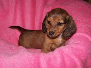 Dachshunds And Dogs - Dog and Puppy Pictures