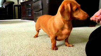 Hubbard Mini Dachshunds - Dog Breeders