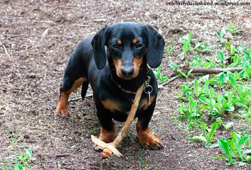 Ponderosa Dachshunds - Dog Breeders