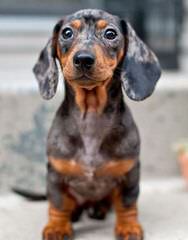 Dachshunds of Jasu - Dog and Puppy Pictures