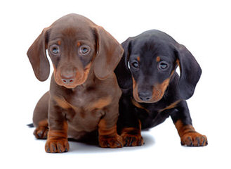 Marissa Rose Dachshunds - Dog Breeders