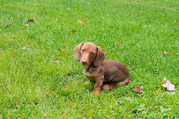 Mom’s Dachshunds - Dog Breeders