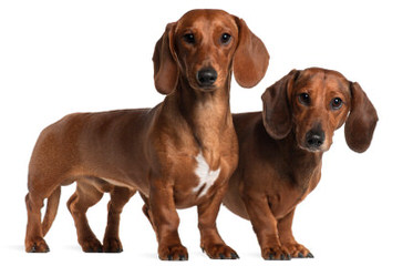 Hotdog Dachshund Kennels - Dog Breeders