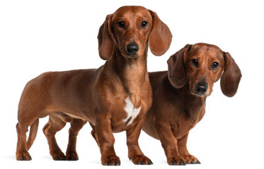 Hubbard Mini Dachshunds - Dog Breeders