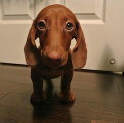 Ckc Registered Miniature Dachshunds - Dog Breeders