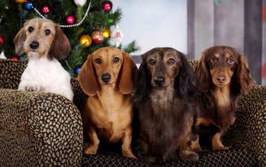 McCoy’s Precious Doxies - Dog Breeders