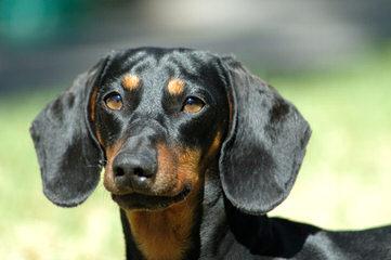 Danny Boy Dachshunds - Dog and Puppy Pictures