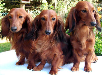 Ckc Registered Miniature Dachshunds - Dog and Puppy Pictures