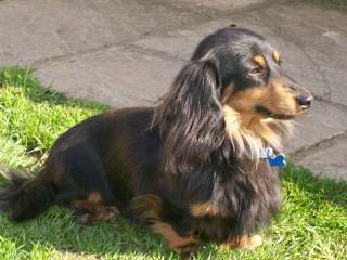 Danny Boy Dachshunds - Dog Breeders