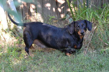 Weiner Dogs Rock - Dog Breeders