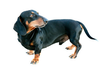 S & D Darling Dachshunds - Dog Breeders