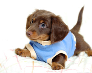 Beautiful Dachsund Pups - Dog and Puppy Pictures