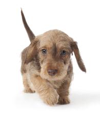 Hubbard Mini Dachshunds - Dog Breeders