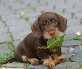 Bad To The Bone Dachshunds - Dog and Puppy Pictures