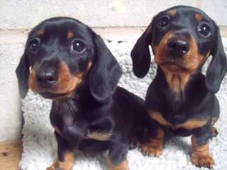 Weiner Dogs Rock - Dog and Puppy Pictures