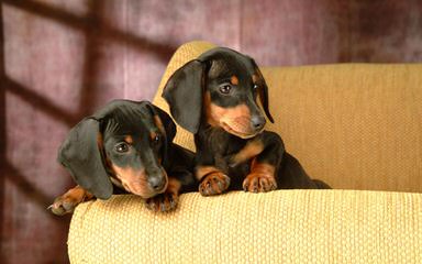 Akc Toy Dachshunds - Dog and Puppy Pictures