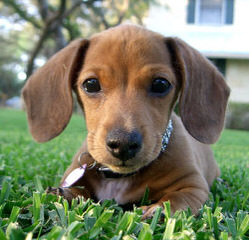 Weiner Dogs Rock - Dog Breeders