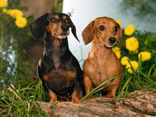 Mini Dachshund Puppies - Dog and Puppy Pictures