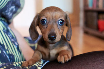 Miniature Dachshund Puppies - Dog Breeders