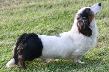 Dachshunds of Jasu - Dog Breeders